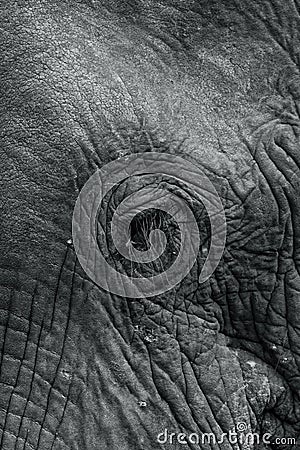 Close-up of an elephant s eye