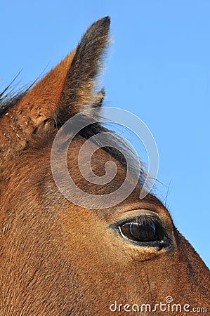 Close up eye and ear of a horse
