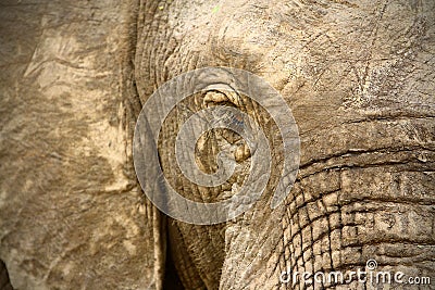 Close up of face of African elephant