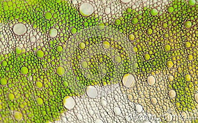 Close-up of Four-horned Chameleon skin