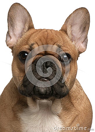 Close-up of French Bulldog puppy, 5 months old, in front of white Close-up of French Bulldog puppy, 5 months old, in front of white