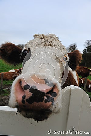 Close-up of a funny cow