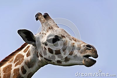 Close up of giraffe head