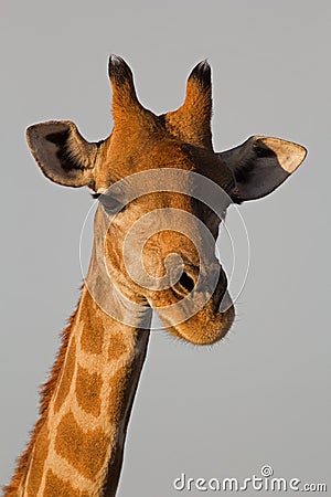 Close-up of Giraffe head and neck
