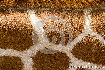 Close Up Of Giraffe Pattern Makes Good Zoo Animal Background