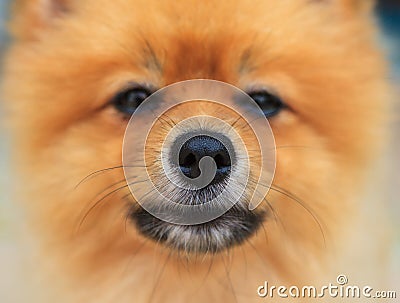 pomeranian nose up healthy nose of pomeranian stock photo image 51951611 pomeranian nose up healthy nose of pomeranian stock photo image 51951611