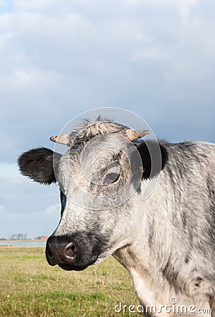 Close-up of a gray cow