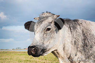 Close-up of a gray cow