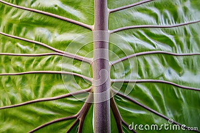 Close-up green elephant ear leaf detail