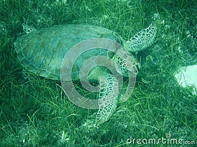 Close up of a Green Sea Turtle (Chelonia mydas) Feeding on Seagrass in Sunlit, Shallow Caribbean Seas with Cleaning Gobies.