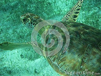 Close up of a Green Sea Turtle (Chelonia mydas) in Sunlit, Shallow Caribbean Seas.