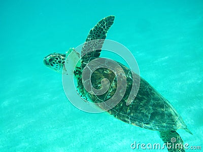 Close up of a Green Sea Turtle (Chelonia mydas) Swimming in Sunlit, Shallow Caribbean Seas.