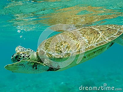 Close up of Green Sea Turtle (Chelonia mydas) Swimming.