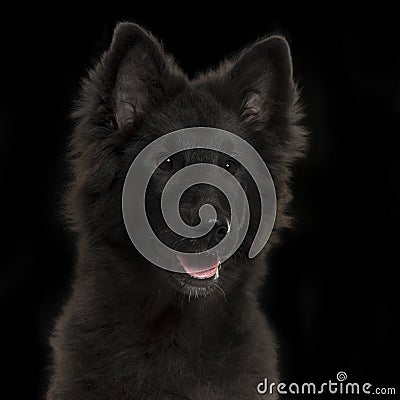 Close-up of a Greenland Dog puppy panting