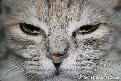 Close-up of a grey cat with green eyes falling asleep