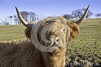 Close Up Of Highland Cow