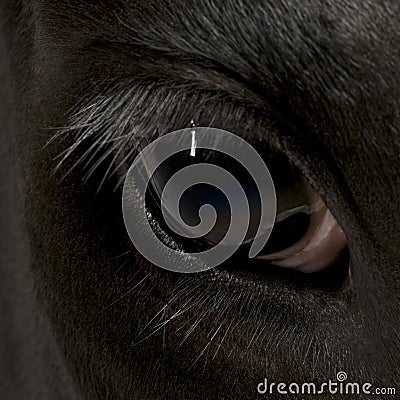 Close-up of Holstein Cow eye