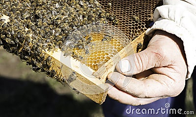 Close up honeycombs