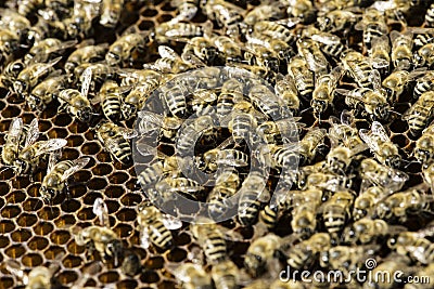 Close up honeycombs