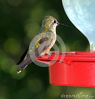 Close up of humming bird perched on feeder