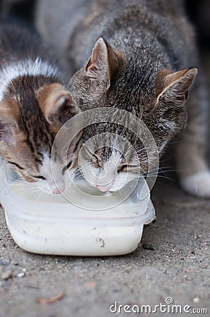 Close up of hungry cat