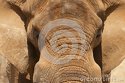 Close up image of an elephant head and ears.