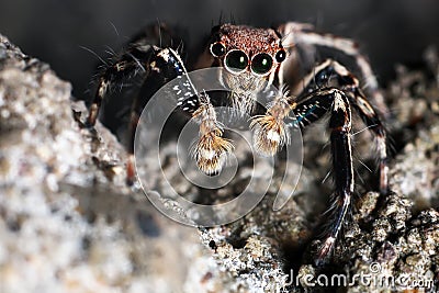 Close up of jumping spider