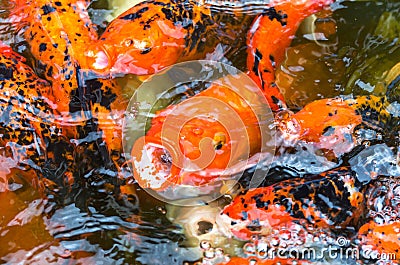 Close up koi fish in the fish pond