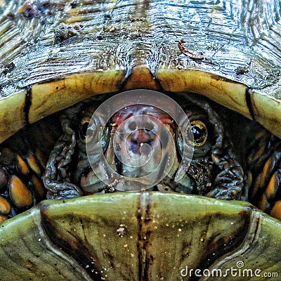 Close-Up Land Turtle