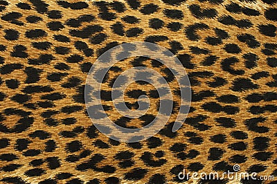 Close up leopard spot pattern