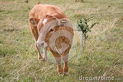 Close up light brown cow 4