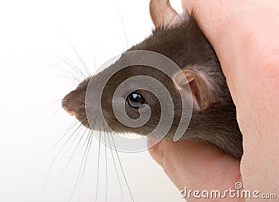 Close-up little mouse catch in human hand