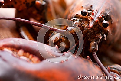 Close-up of a lobster