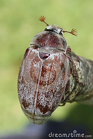 Close up of A magnificent cockchafer insect beetle