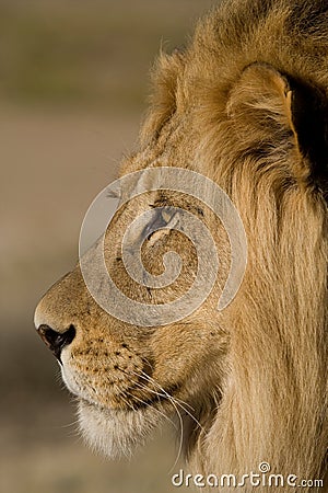 Close-up of a male lion face