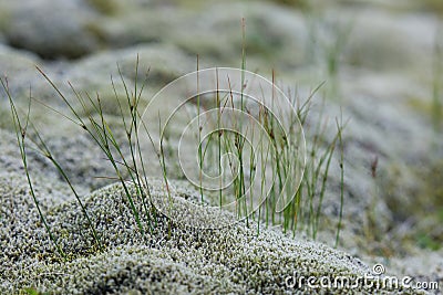 Close up of moss and fragile plants in Iceland