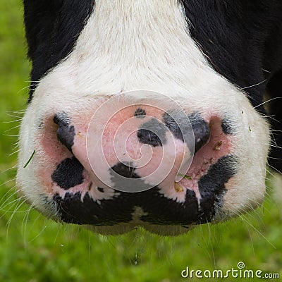 Close-up nose cow