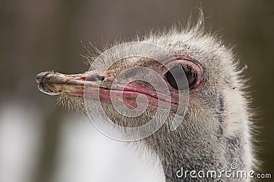 Close-up on a ostrich s head in front