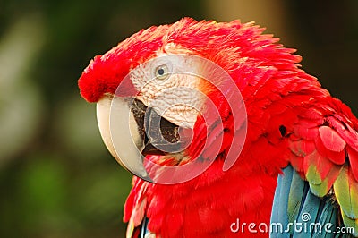 Close up of a parrot