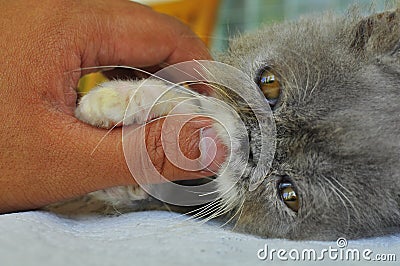 Close-up of a persian kitten hold by its owner