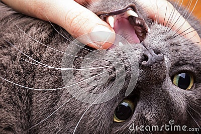 Close up photo of cat bites hand