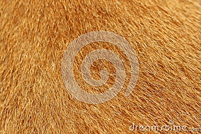 Close up picture on the animal fur, suitable as a background