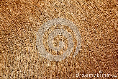 Close up picture on the animal fur, suitable as a background