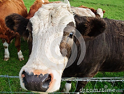 Close up picture of cow head in farm field
