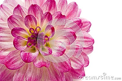 Stock Image: Close-up of pink dahlia