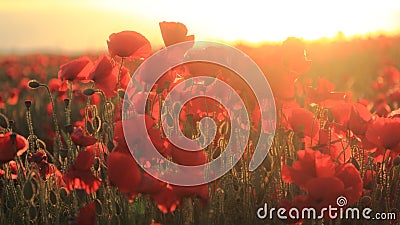 Close up of a poppy with the sun going down