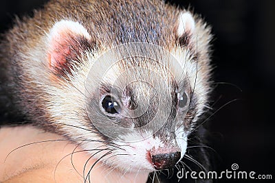 Close-up portrait of ferret