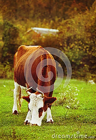 Close up portrait of the white and brown cow