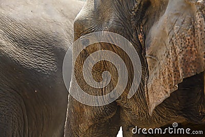 Close-up profile elephant head.