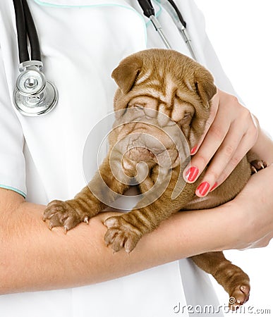 Close up puppy sharpei dog on hands at the veterinarian